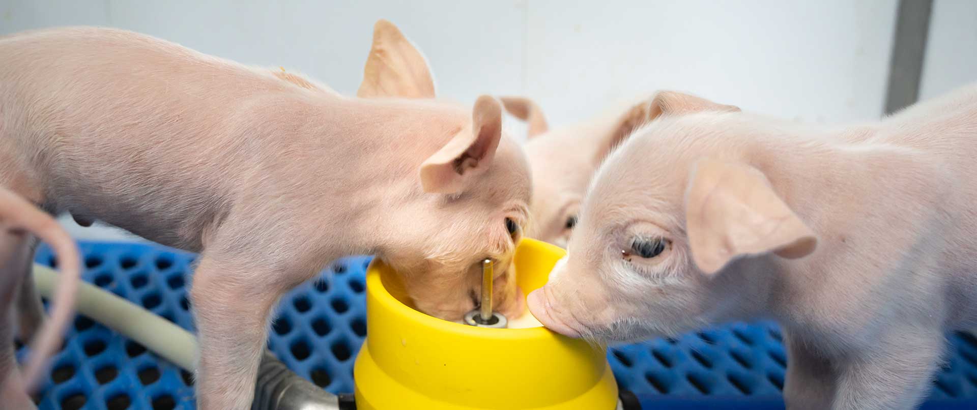 Innovatieve voersystemen voor de varkenshouderij - Dutch Feed Systems