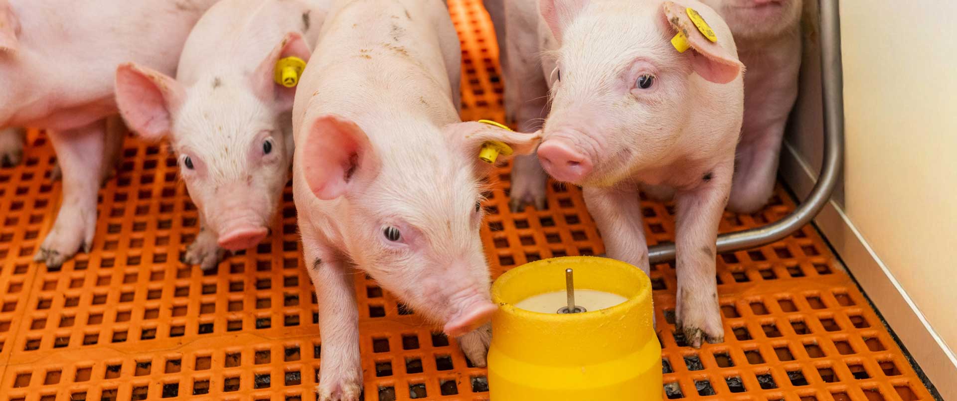 Automatisch voersysteem voor biggen - Dutch eed Systems